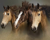 WILD HORSES picture fram