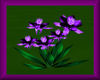 Flower *Columbine* lila