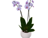 Luxury Orchid Lilac
