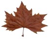 3D maple leaf wall hang