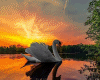 6v3| Swan - Sunset