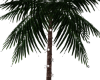 Palm Tree white lights