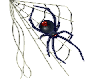 BLACK WIDDOW SPIDER