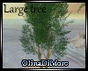 (OD) Large tree