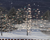 O*Winter Lighted Trees