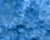 blue2 pet rock