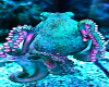 Blue Octopus Poster
