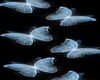 Blue Flying Butterflies
