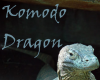 end spe Komodo Dragon st
