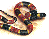 [SWT] Coral Snake Pet