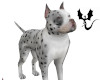 Spotty Pit bull Dog Pet