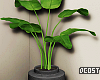 Lush Indoor Plant