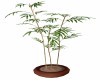 Bamboo  Plant #2