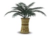 Palm in Tile Planter