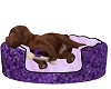 DL}Requested Pup/Bed