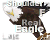 R|C Eagle Brown F