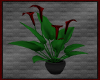 {A} Crimson Lily