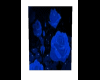 Blue rose pic