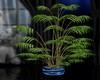 RY*plante 3 renaissance