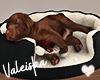 VK~Sleeping Puppy ll