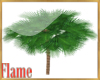 Ornamental palm tree