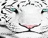 White Tiger picture 4