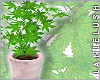 LL* Weed Plant Blush Pot