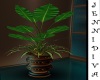 Gold Teal Pot Plant