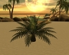 Palm Tree anim.