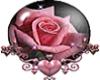 Rose Splendor