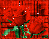 RED ROSES