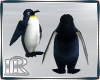 iR• Penguins