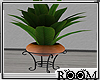 !R! Autumn house plant