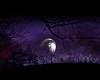 night violet