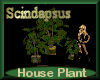 [my]Plant Scindapsus