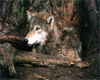 Wolf 2 Sticker