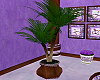 Lavender Potted Palm