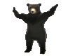 Animated Bear