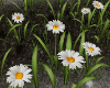Daisy Flowers