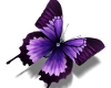 Pretty Purple Butterfly