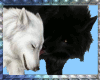 White & Black Wolves  