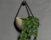 M* Hanging Plant
