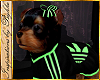 I~Yorkie*Sport*Lime