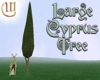 Cyprus Tree - large