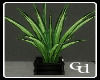 (GD) Royal Plant