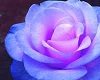 Purple & pink rose