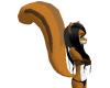Pre-Squirrel tail