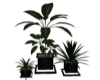 Set Of 3 Plants