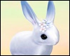 *Y* Cute Bunny 02