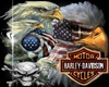 3 'n 1 Harley Pic